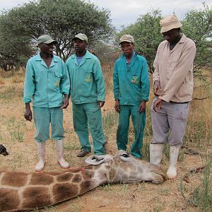 Setting up a Giraffe for trophy pictures