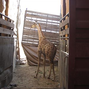 Game Capture Namibia