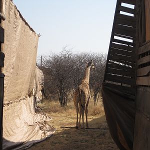 Game Capture Namibia