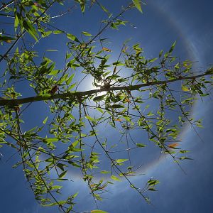 Sun Halo in Namibia