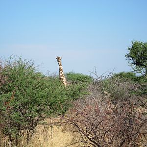 Giraffe Namibia