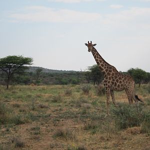 Giraffe Namibia