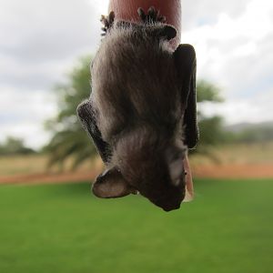 Bat Namibia