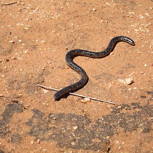 Mole Snake Namibia