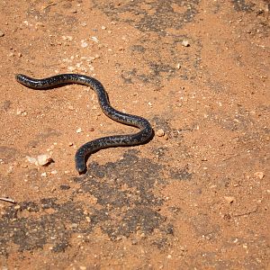 Mole Snake Namibia