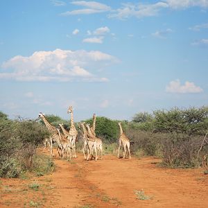 Giraffe Namibia