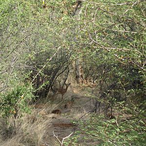 Damara Dik-Dik Namibia