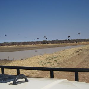 Vultures Namibia