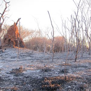 Controlled Bush Fire Namibia