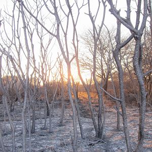 Controlled Bush Fire Namibia