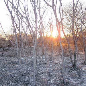 Controlled Bush Fire Namibia