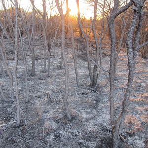 Controlled Bush Fire Namibia