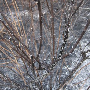 Controlled Bush Fire Namibia