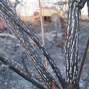 Controlled Bush Fire Namibia