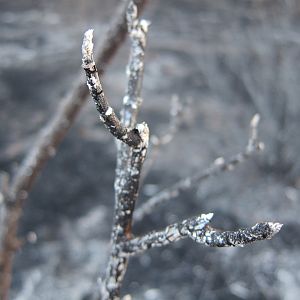 Controlled Bush Fire Namibia