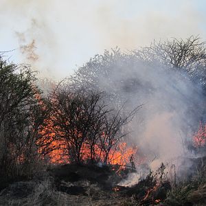 Controlled Bush Fire Namibia