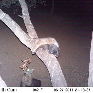 Brown Hyena Namibia