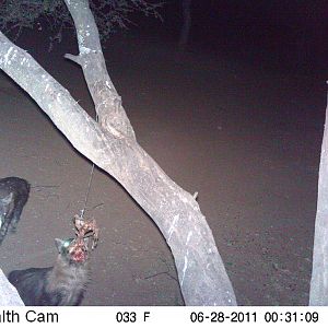 Brown Hyena Namibia