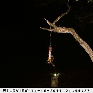 Brown Hyena Namibia