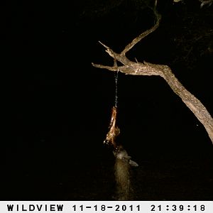 Brown Hyena Namibia