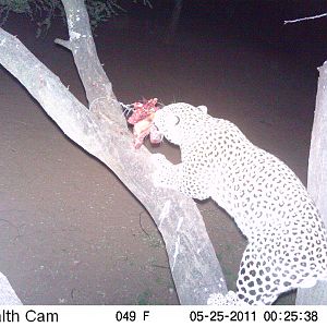 Leopard Namibia