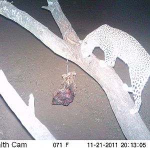 Leopard Namibia