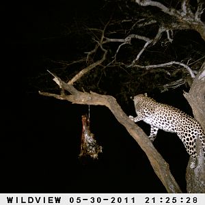 Leopard Namibia