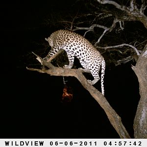 Leopard Namibia