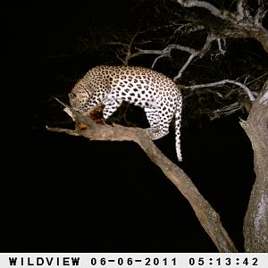 Leopard Namibia