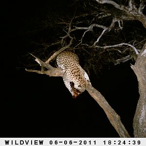 Leopard Namibia