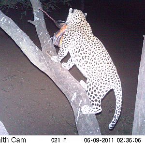 Leopard Namibia