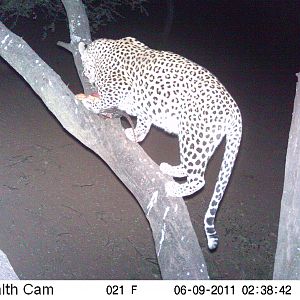 Leopard Namibia