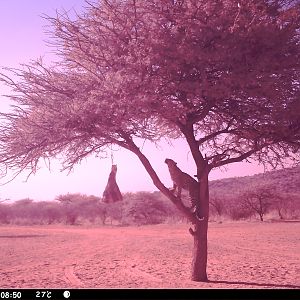 Leopard Namibia