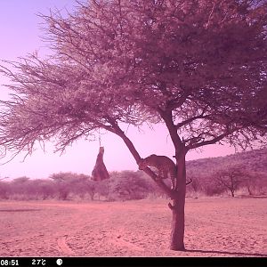 Leopard Namibia