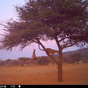 Leopard Namibia