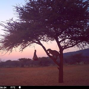 Leopard Namibia