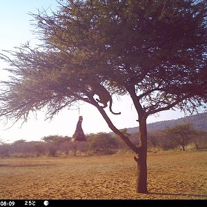 Leopard Namibia