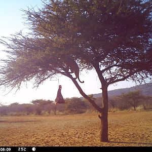 Leopard Namibia