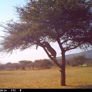 Leopard Namibia