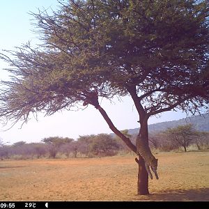 Leopard Namibia