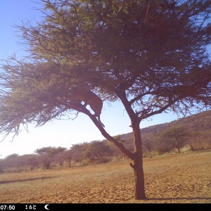 Leopard Namibia