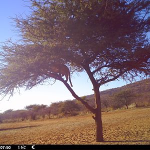 Leopard Namibia