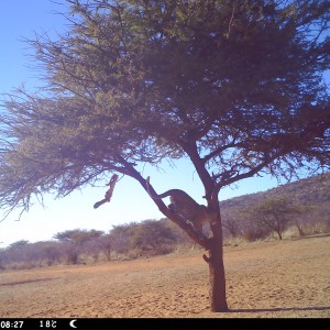 Leopard Namibia