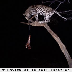 Leopard Namibia