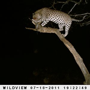 Leopard Namibia