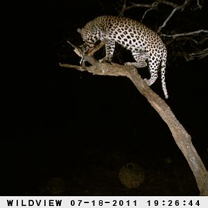 Leopard Namibia