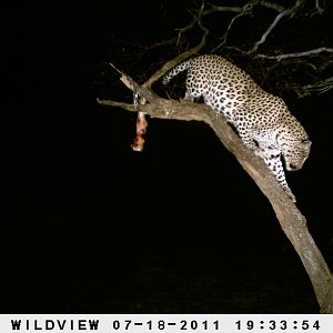 Leopard Namibia