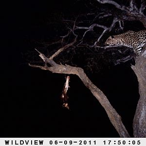 Leopard Namibia