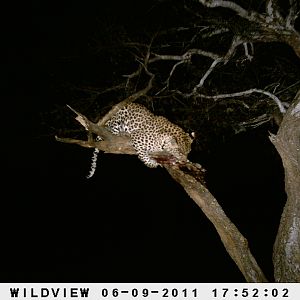 Leopard Namibia