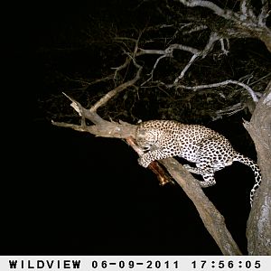 Leopard Namibia